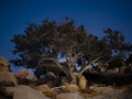 greek tree3