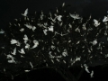 birds, lot of´em