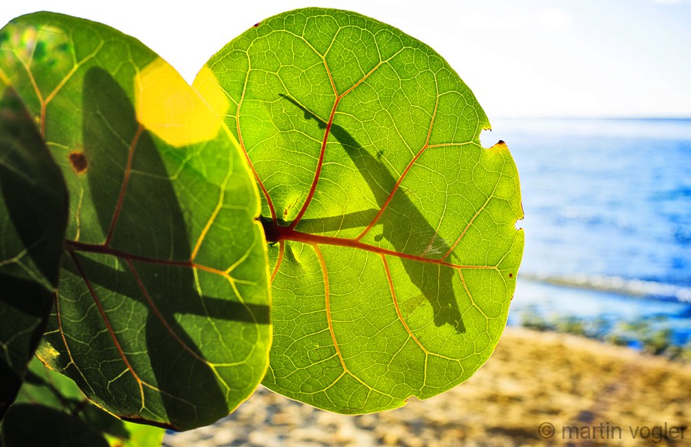 leaf