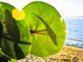 leaf