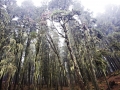 wet forest